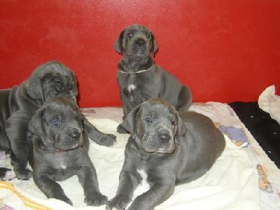 Ace Von Villa-ludesheim