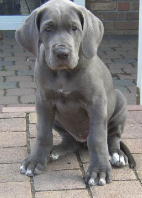 Ace Von Villa-ludesheim