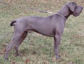 Amigo Von Hochneukirch