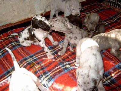 Dragonheart Vom Spandauer Wappen