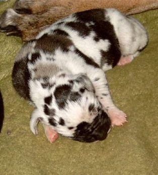 Diabolo Jr Vom Spandauer Wappen