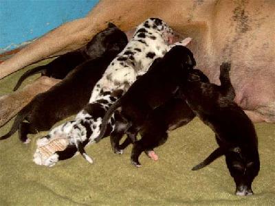 Dandy Vom Spandauer Wappen