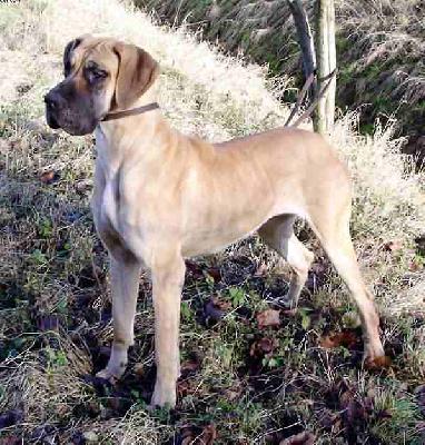 Delia Vom Albrechtsbach