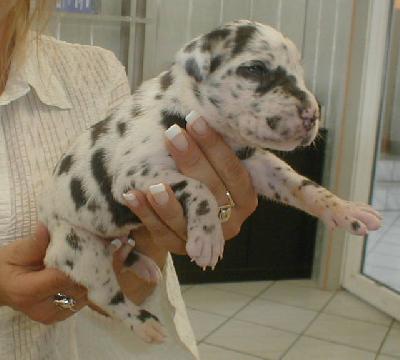 Exclusiv Von Schlesien