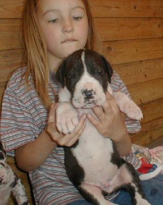 Excellent Earl Black Von Schlesien