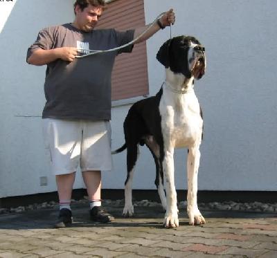 Excellent Earl Black Von Schlesien