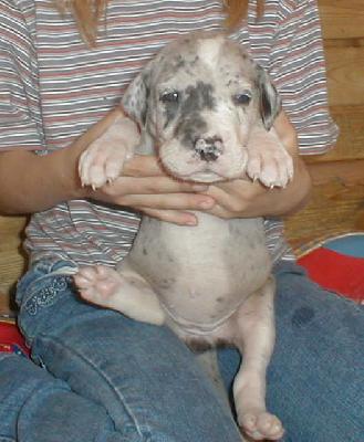 Erinka Von Schlesien