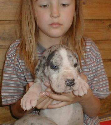 Elischa Von Schlesien