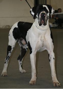 Damian Vom Teufelsgrund