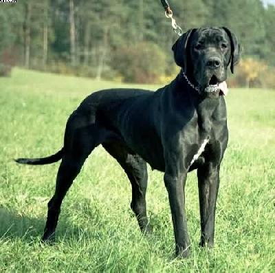 Dune Vom Teufelsgrund