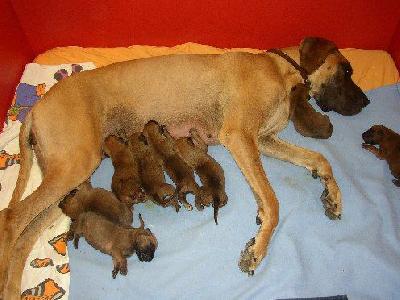 Belshazu Von Villa-ludesheim