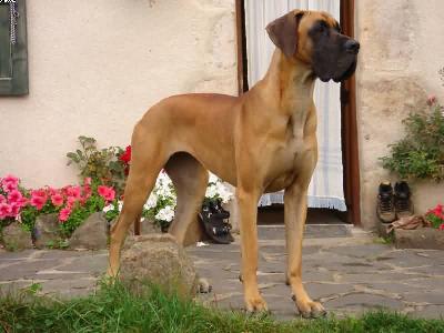 Belle Von Villa-ludesheim