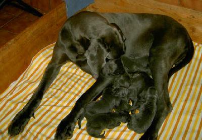 O-paul Vom Hause Wagner