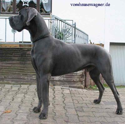 Ch Obelix Vom Hause Wagner