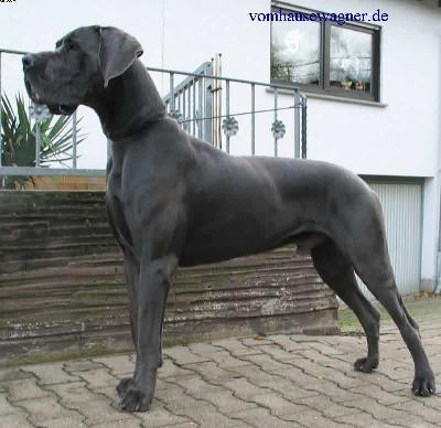 Ch Obelix Vom Hause Wagner