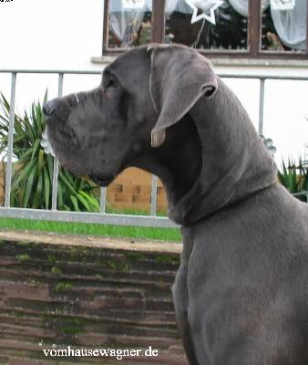 Ch Obelix Vom Hause Wagner