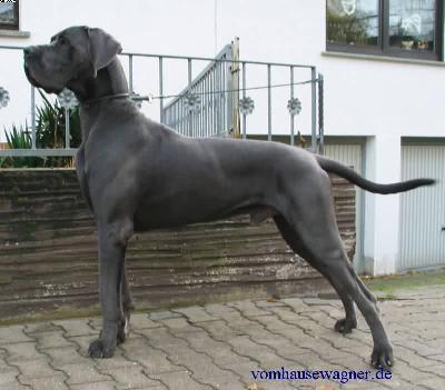 Ch Obelix Vom Hause Wagner