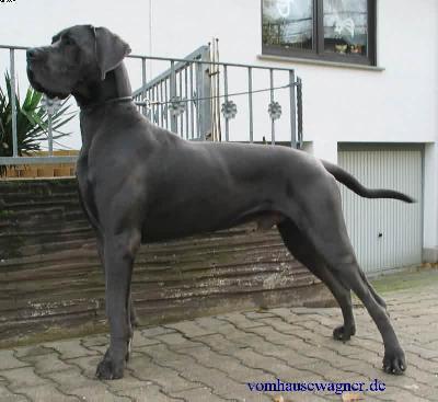 Ch Obelix Vom Hause Wagner