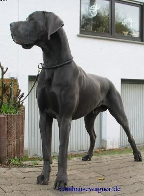 Ch Obelix Vom Hause Wagner