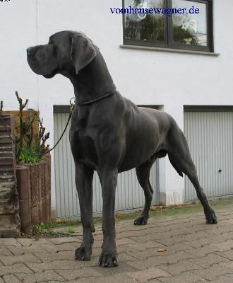 Ch Obelix Vom Hause Wagner