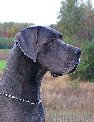 Ch Orc Vom Hause Wagner