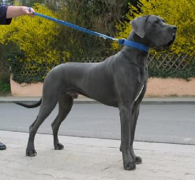 Otto-idefix Vom Hause Wagner