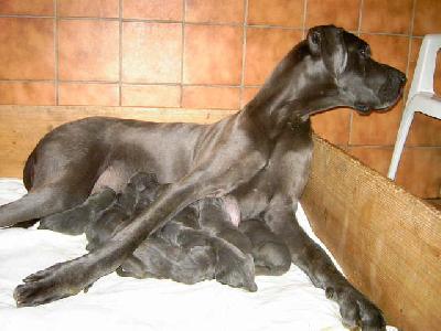 Otto-idefix Vom Hause Wagner