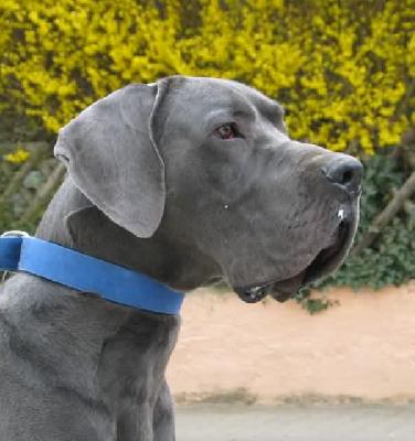 Otto-idefix Vom Hause Wagner