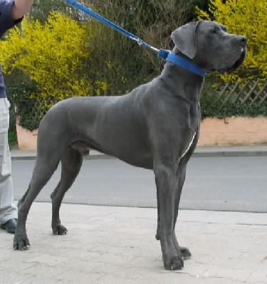 Otto-idefix Vom Hause Wagner