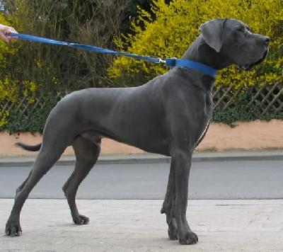 Otto-idefix Vom Hause Wagner