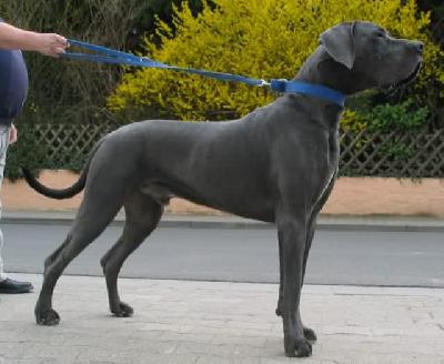 Otto-idefix Vom Hause Wagner