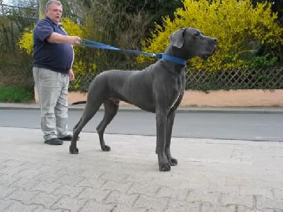 Otto-idefix Vom Hause Wagner