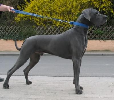 Otto-idefix Vom Hause Wagner