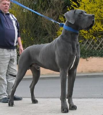 Otto-idefix Vom Hause Wagner