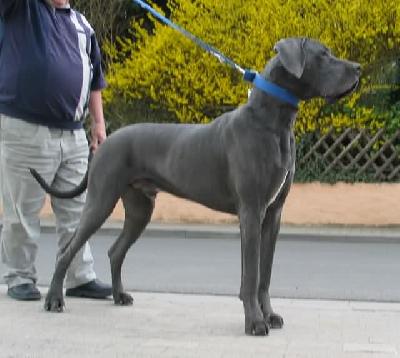 Otto-idefix Vom Hause Wagner