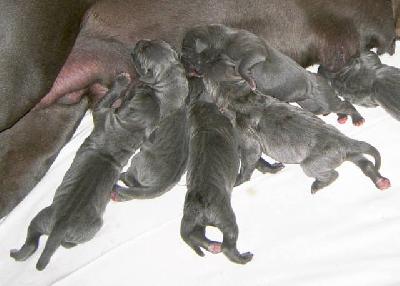 Orphelia Vom Hause Wagner