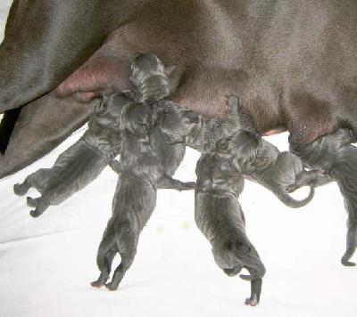 Ostara Vom Hause Wagner