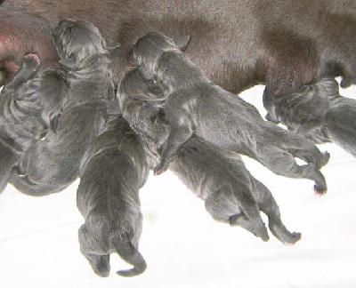 Orbita Vom Hause Wagner