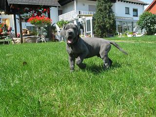 Nereus Vom Hause Wagner