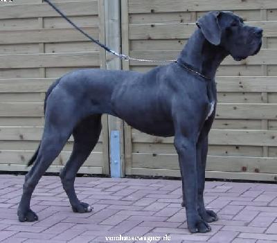 Ch Nephtys Vom Hause Wagner