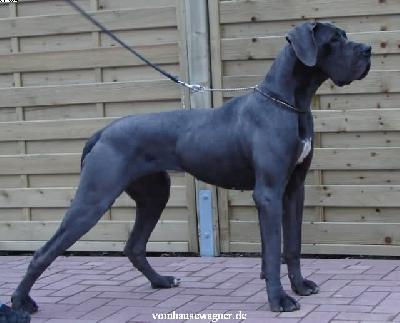 Ch Nephtys Vom Hause Wagner