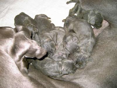 Nuray Vom Hause Wagner