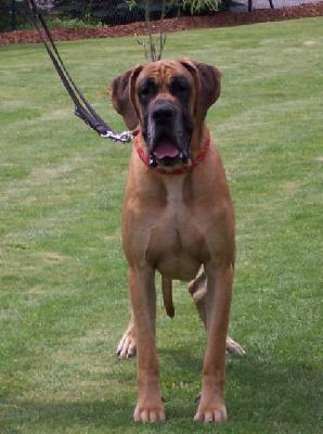 Verdi Vom Hause Rawert