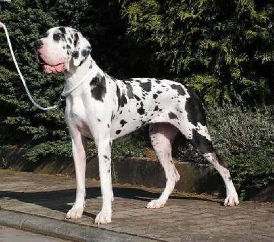 Coralie Von Der Wolfburg