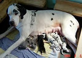 Celine Von Der Wolfburg