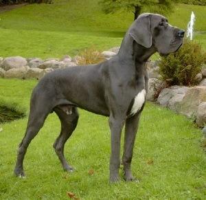 Abracadabra Von Bismarck-blue