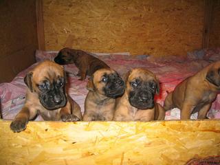 Quin Bocca D�tigre