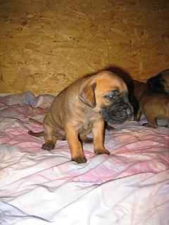 Quinta Bocca D�tigre