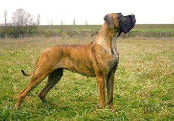 Quendoline Bocca Dtigre