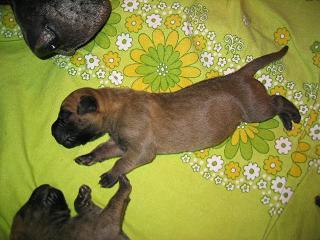 Quendoline Bocca Dtigre